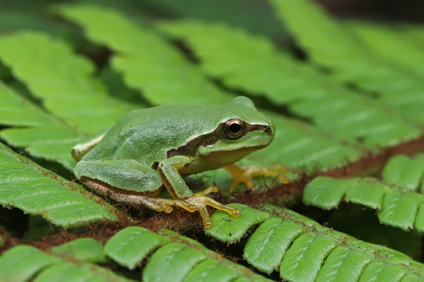 Ridged Tree Frog (Hyla plicata)