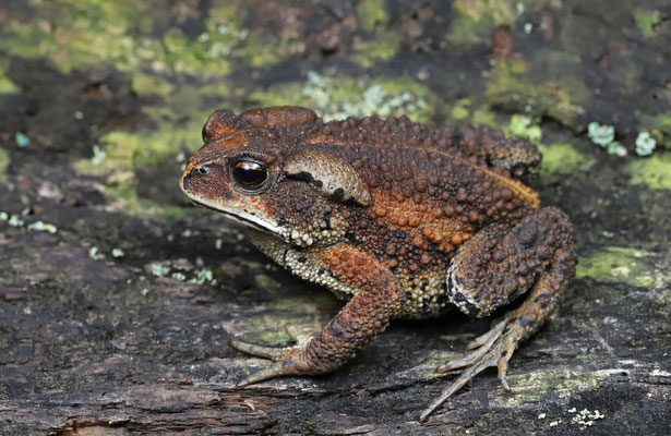 Bocourt's Toad (Incilius bocourti) 