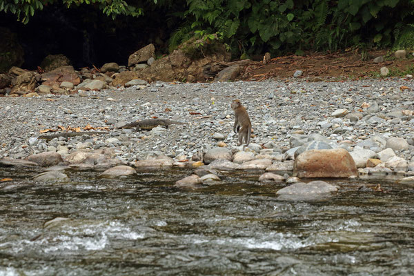  Alert Long-tailed Macaque (Macaca fascicularis) with a pair of Asian Water Monitors (Varanus salvator) walking by.