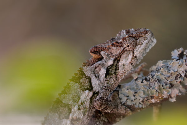 Eastern Cape Dwarf Chameleon (Bradypodion ventrale)
