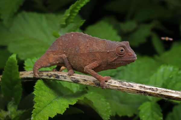Bearded Pygmy Chameleon (Rieppeleon brevicaudatus)