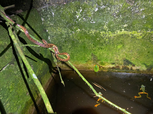 Northern Cat-eyed Snake (Leptodeira septentrionalis) preying on Black-eyed Leaf Frog (Agalychnis moreletii).