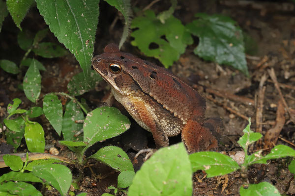 Dwarf Toad (Incilius canaliferus) female