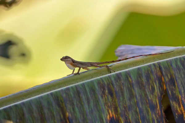 Slender Anole (Anolis limifrons) from the breakfast table.