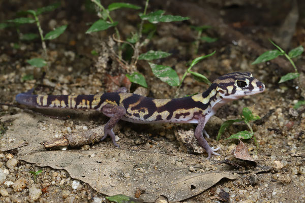 Colima Banded Gecko (Coleonyx nemoralis)