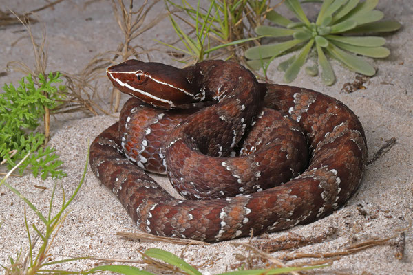 Yucatecan Cantil (Agkistrodon russeolus)