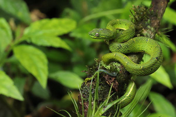 Side-striped Palm Pitviper (Bothriechis lateralis)