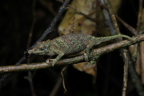 Usambara Spiny Pygmy Chameleon (Rhampholeon spinosus) 