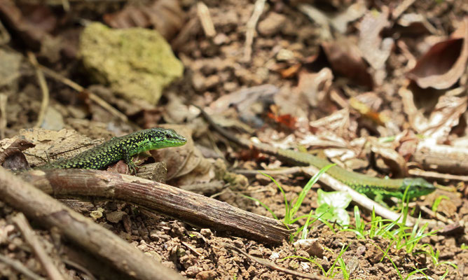 Green-bellied Lizards (Darevskia chlorogaster) 