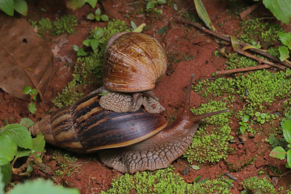 African Giant Snails (Lissachatina fulica)