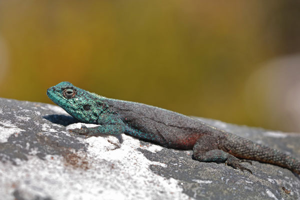 Southern Rock Agama (Agama atra)