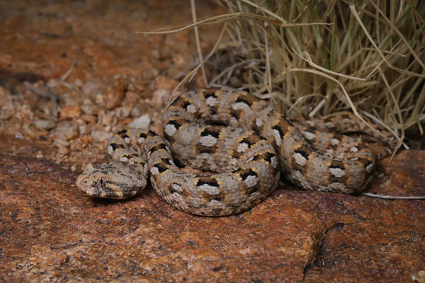 Desert Mountain Adder (Bitis xeropaga)