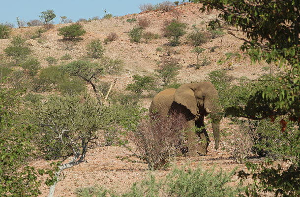 Desert Elephant (Loxodonta africana)