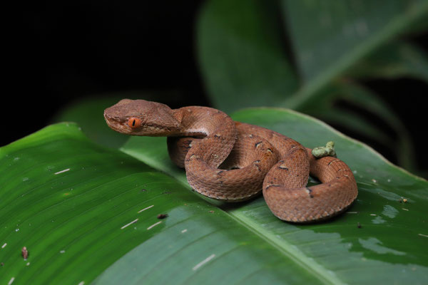 Side-striped Palm Pitviper (Bothriechis lateralis) baby