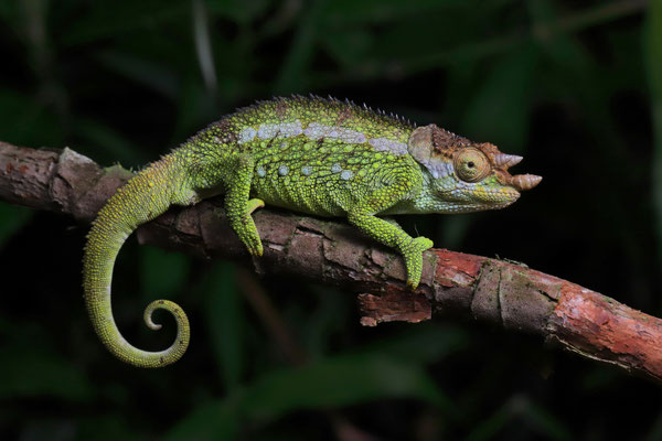 Poroto Three-horned Chameleon (Trioceros fuelleborni) male