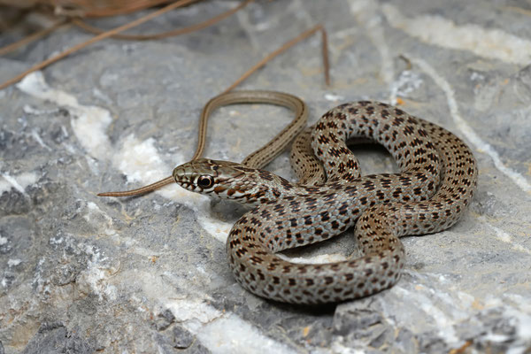 Black Whip Snake (Dolichophis jugularis) juvenile