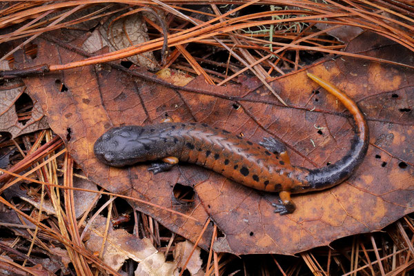 Fire-tail Pinewood Salamander (Pseudoeurycea conanti)