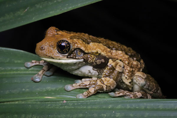 Central American Milk Frog (Trachycephalus typhonius)