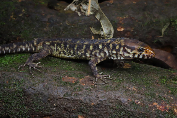 Smith's Tropical Night Lizard (Lepidophyma smithii) turned out to be quite common in this area and we even saw some during daytime.