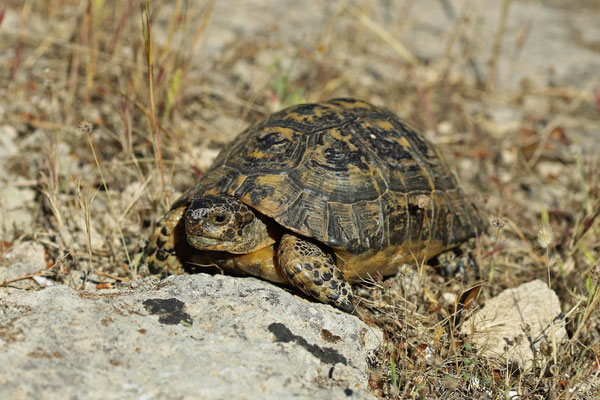 Spur-thighed Tortoise (Testudo graeca graeca)