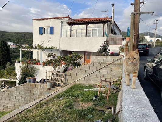 Morning ritual with our local kitties.