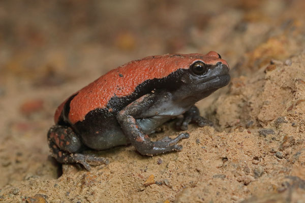 West African Rubber Frog (Phrynomantis microps) 
