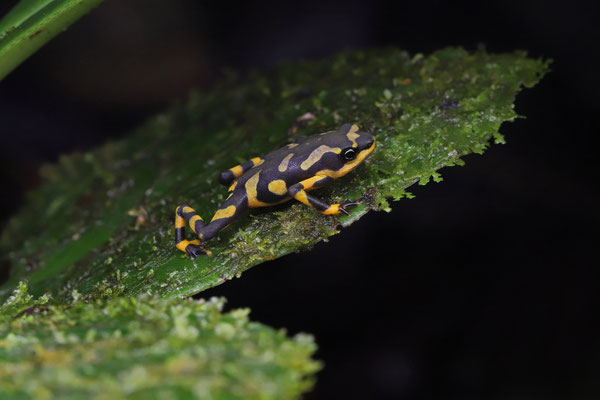 Variable Harlequin Toad (Atelopus varius) baby