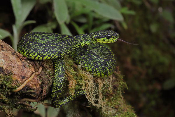 Talamancan Palm Pitviper (Bothriechis nubestris)