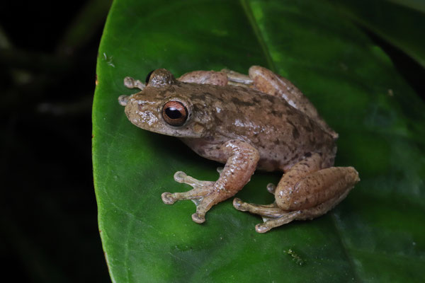Las Palmas Spikethumb Frog (Plectrohyla quecchi)
