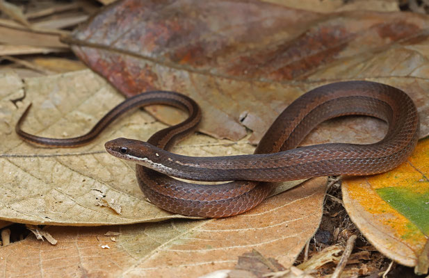 Yellow-bellied Snake (Coniophanes fissidens) 