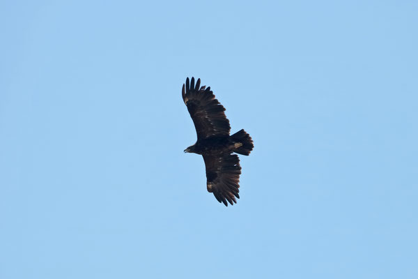 Greater Spotted Eagle (Clanga clanga)