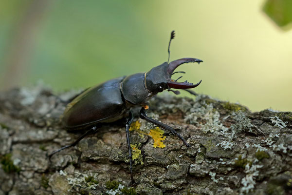 European Stag Beetle (Lucanus cervus)