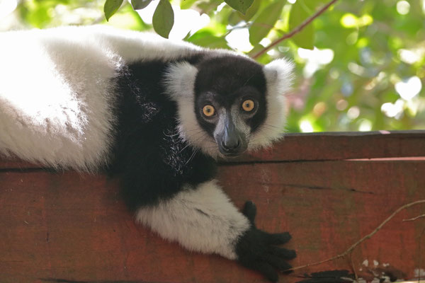 Black-and-white Ruffed Lemur (Varecia variegata)