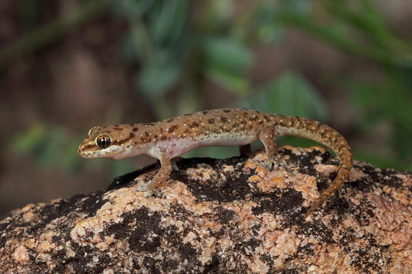 Nyika Half-toed Gecko (Hemidactylus squamulatus)