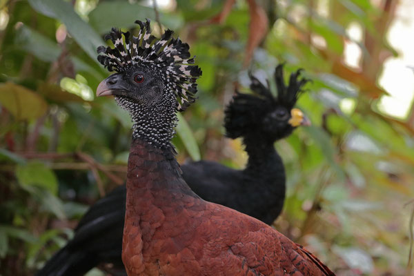 Great Curassow (Crax rubra) couple