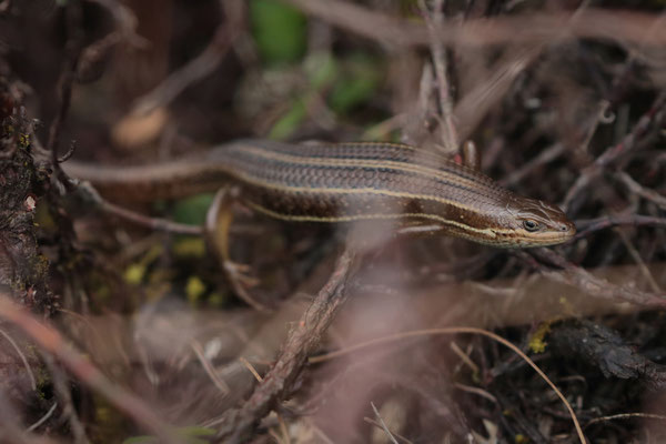 Variable Skinks (Trachylepis varia) were commonly seen on the lower altitudes.
