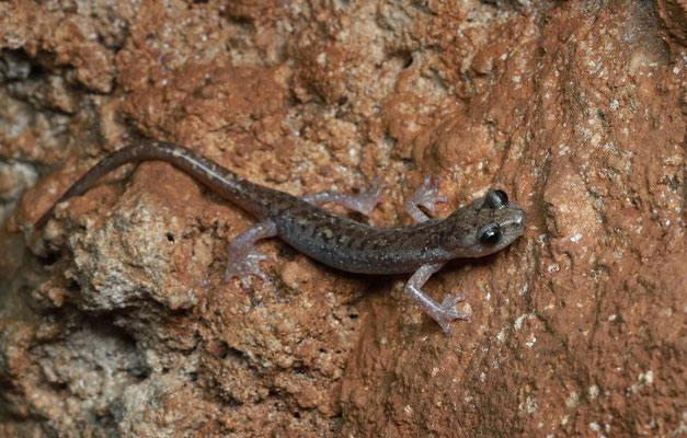 Gené's Cave Salamander (Speleomantes genei)