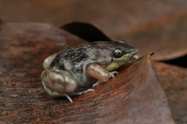 Marbled Piglet Frog (Hemisus marmoratus) male