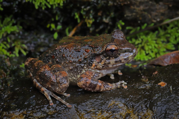 Rugulose Rainfrog (Craugastor rugulosus)