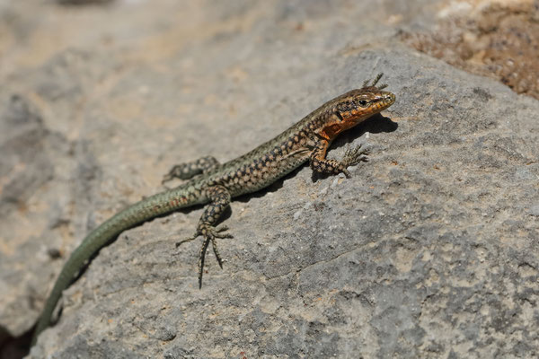 Danford's Rock Lizard (Anatololacerta danfordi)