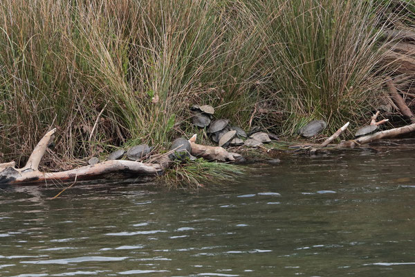 Balkan Terrapin (Mauremys rivulata) basking along the estuary.