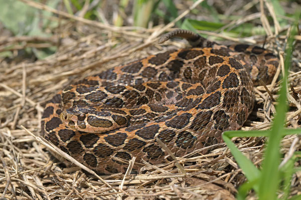 Mexican Lanceheaded Rattlesnake (Crotalus polystictus) 