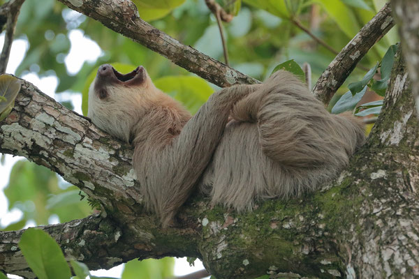 Northern Two-toed Sloth (Choloepus hoffmanni) having a relaxing afternoon.