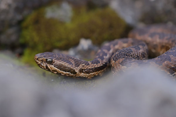 Godman's Montane Pitviper (Cerrophidion godmani)