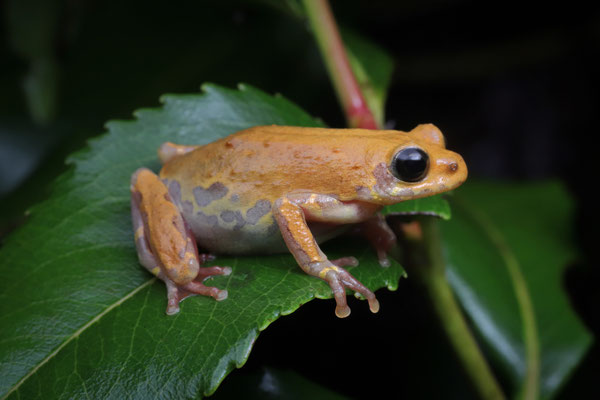 Common Reed Frog (Hyperolius viridiflavus goetzei) 