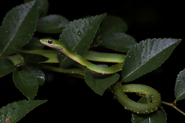 Rough Green Snake (Opheodrys aestivus) 