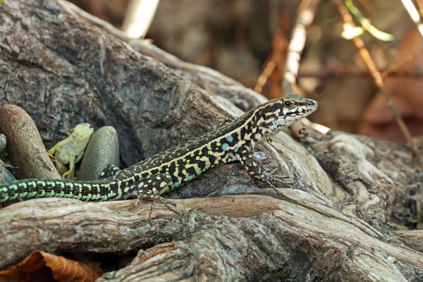 Tyrrhenian Wall Lizard (Podarcis tiliguerta) male