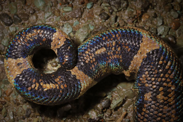 Central American Boa (Boa imperator)