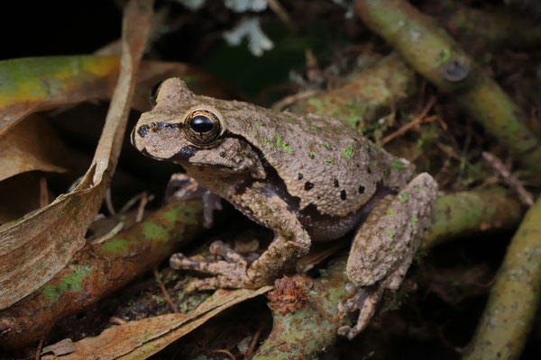 Matuda's Spikethumb Frog (Plectrohyla matudai)