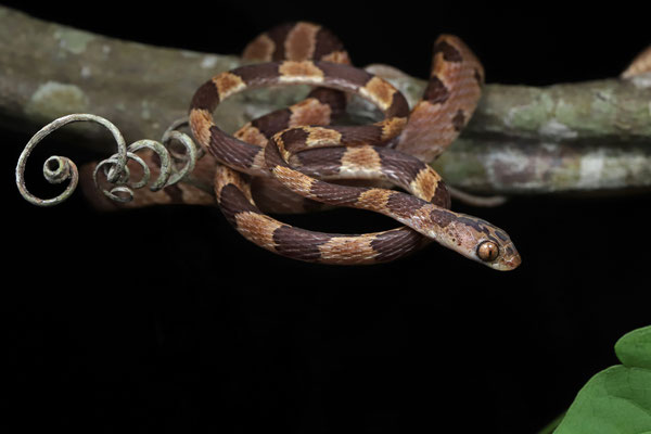 Central American Blunt-headed Tree Snake (Imantodes gemmistratus)